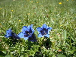 Image of Stemless Gentian