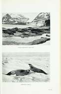 Image of Weddell seal