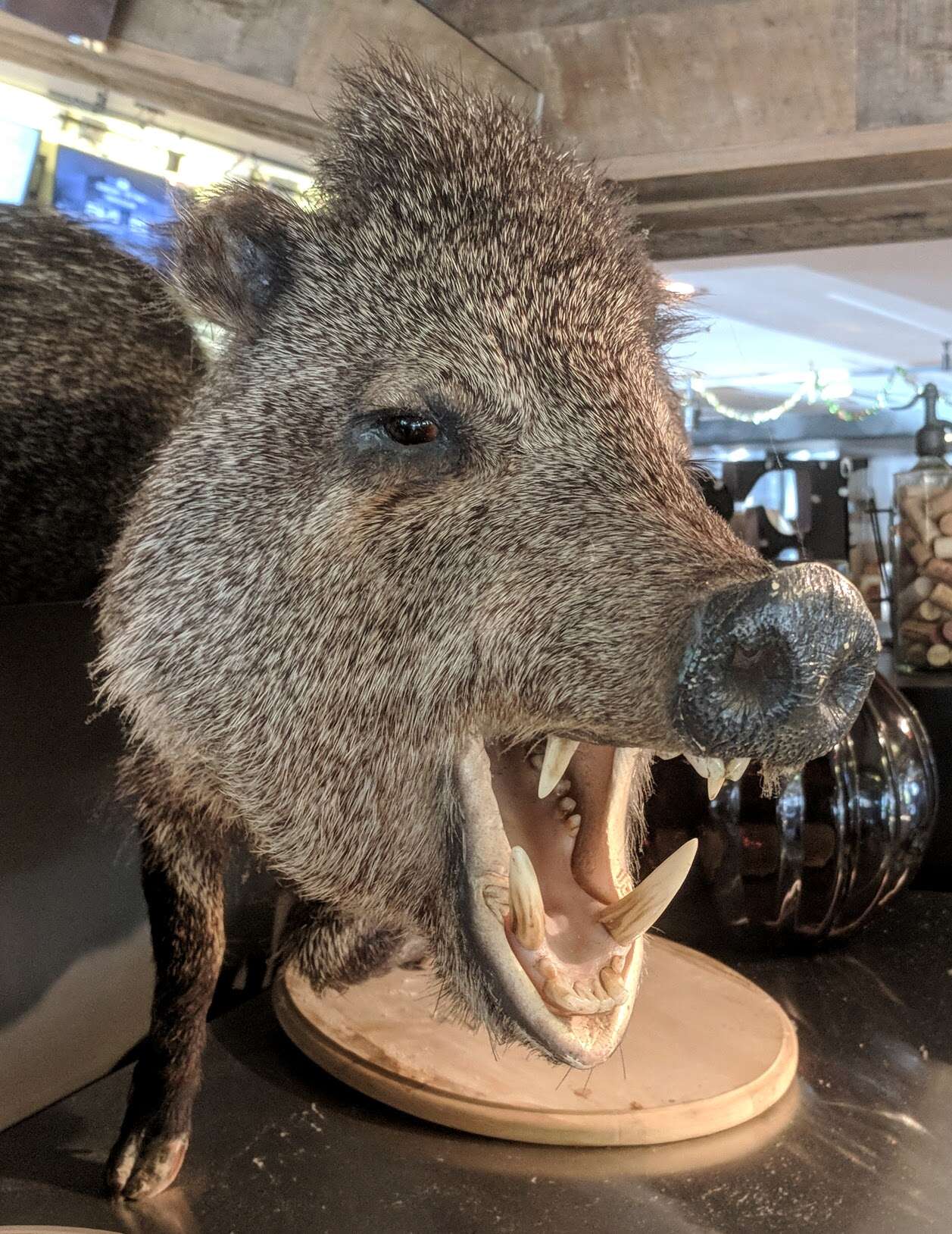 Image of peccaries