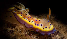 Image of Purple spot skirt lifter slug