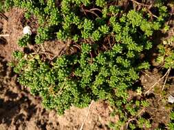 Image of White Stonecrop