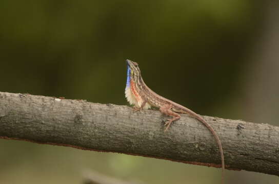 Image of Fan Throated Lizard