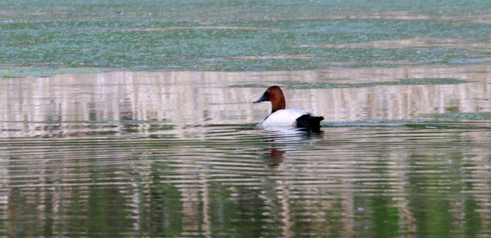 Image of Canvasback