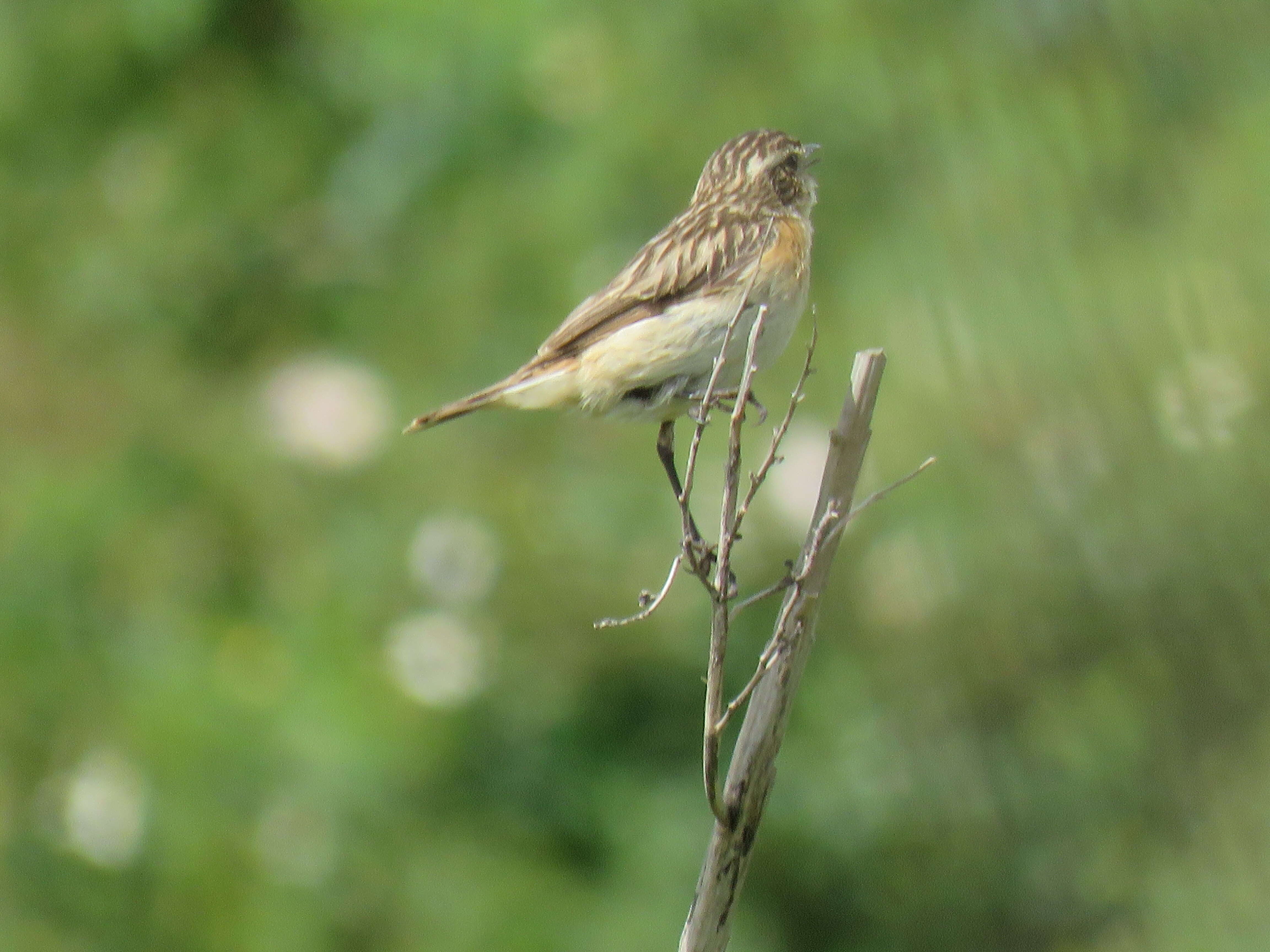 Image of Whinchat