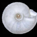 Image of Candidula grovesiana