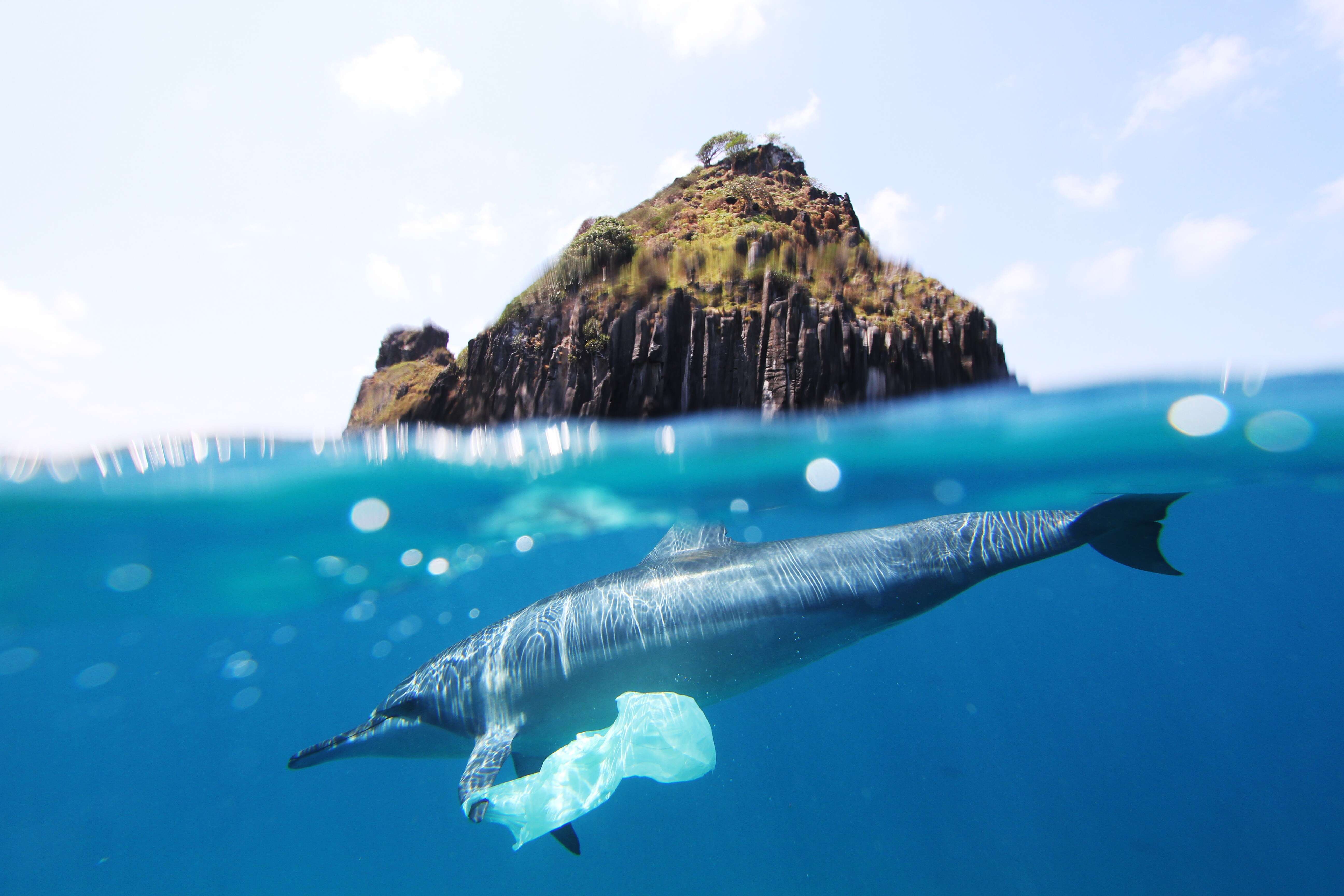 Image of Long-beaked Dolphin