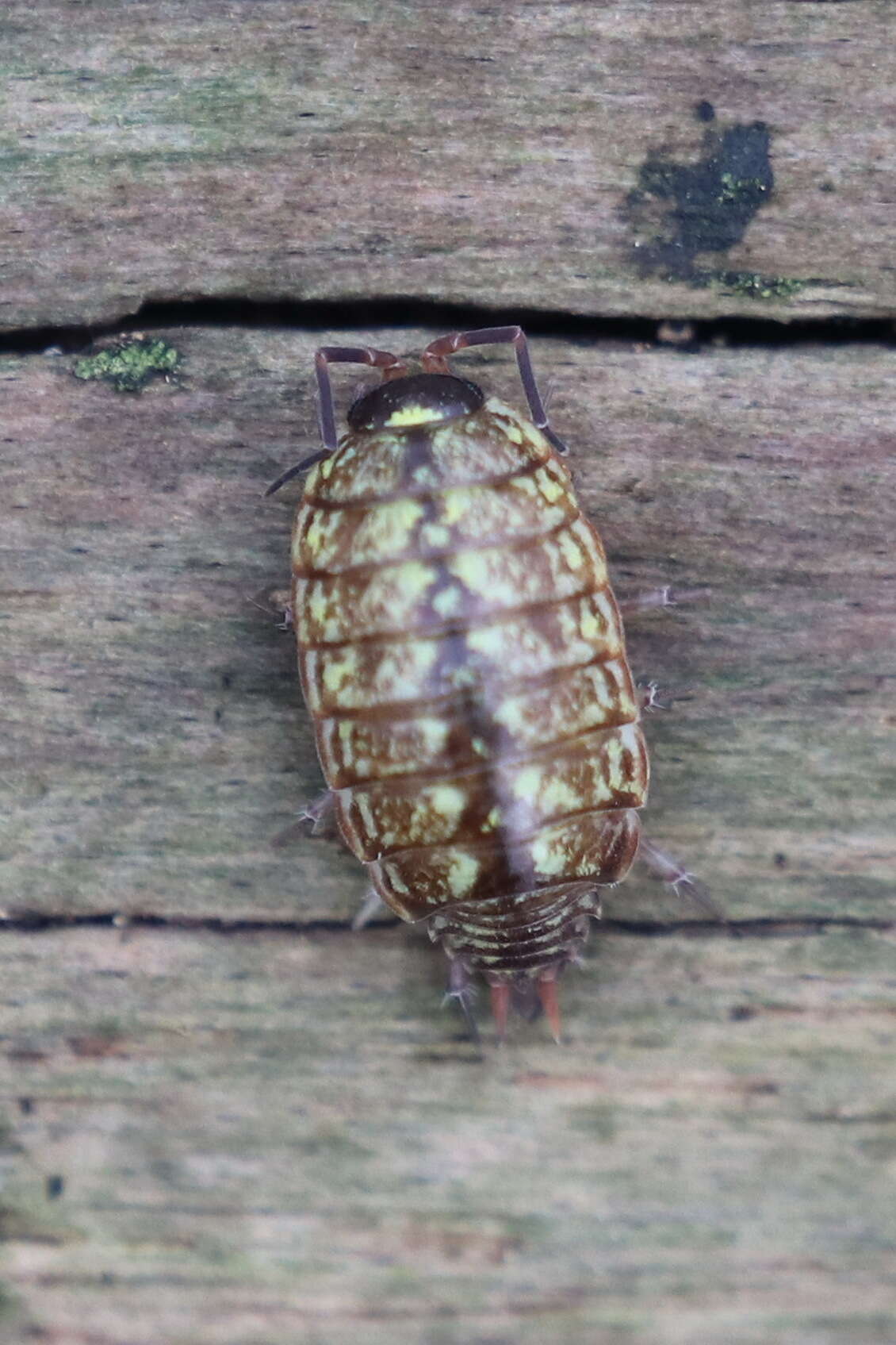 Image of Philoscia Latreille 1804