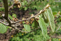 Imagem de Hamamelis mollis Oliv.