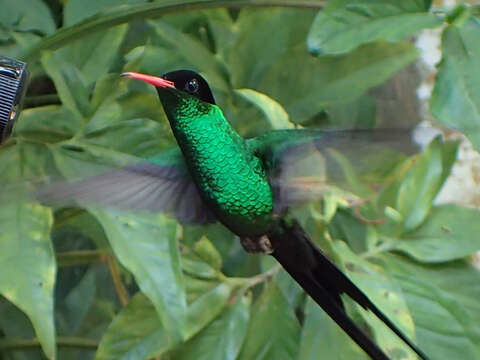 Image of Red-billed Streamertail