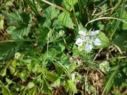 Nigella arvensis L. resmi