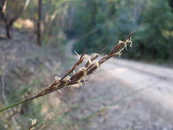 Image of Lepidosperma urophorum N. A. Wakef.