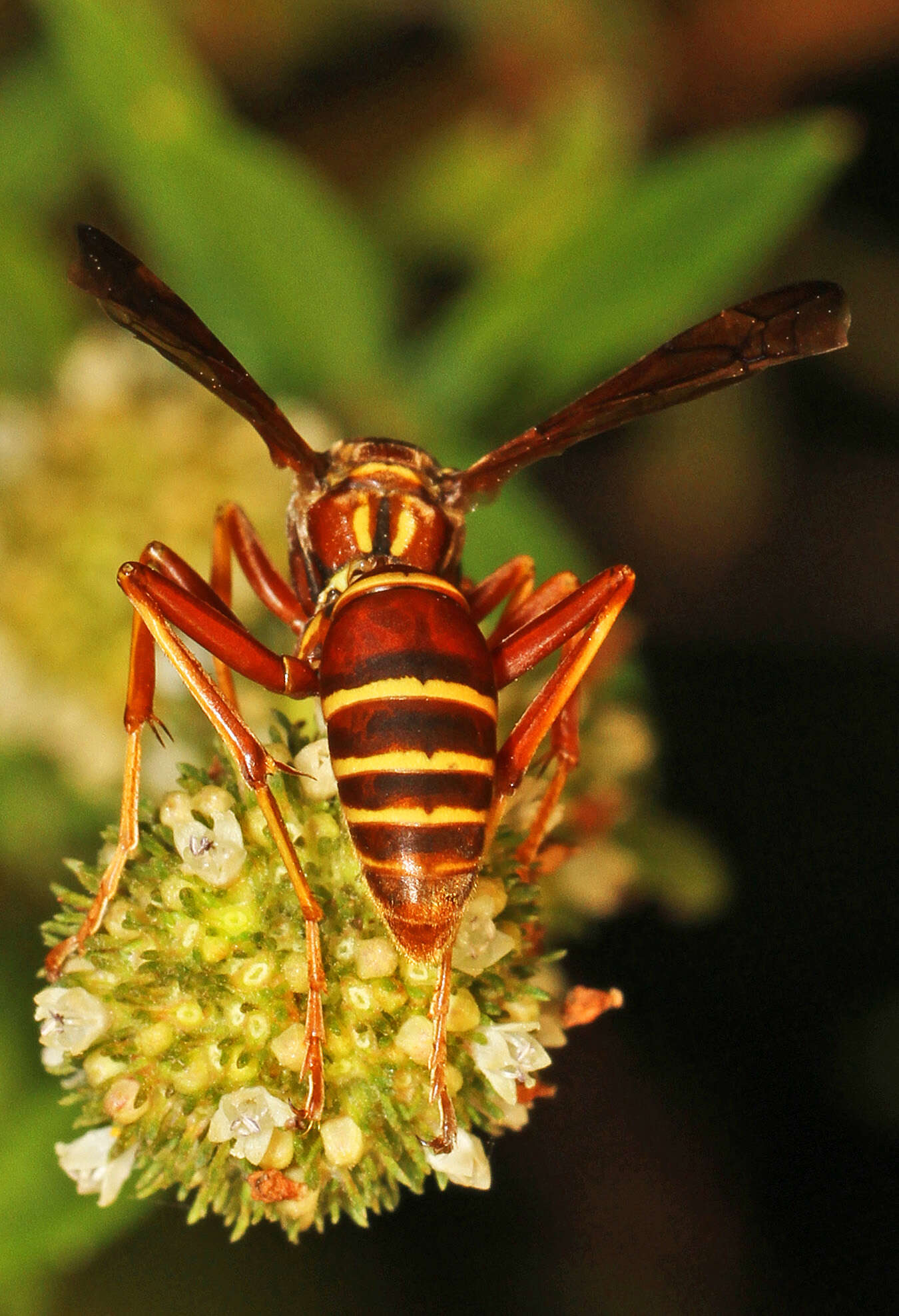 Image of Polistes bellicosus Cresson 1872