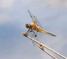 Image of Four-spotted Chaser