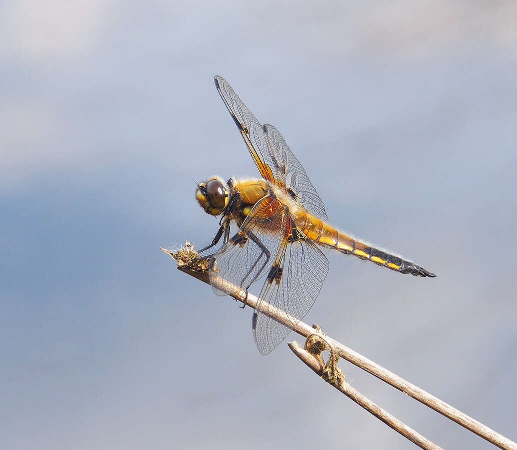 Image of Four-spotted Chaser