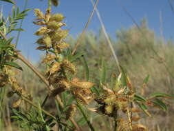 Image of American licorice