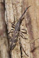 Image of Giraffe weevil