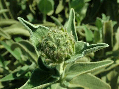 Image of shrubby Jerusalem sage