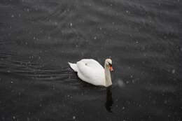 Image of Mute Swan