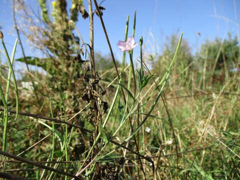 Image of american willowherb