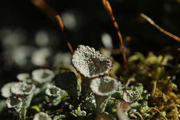 Image of cup lichen