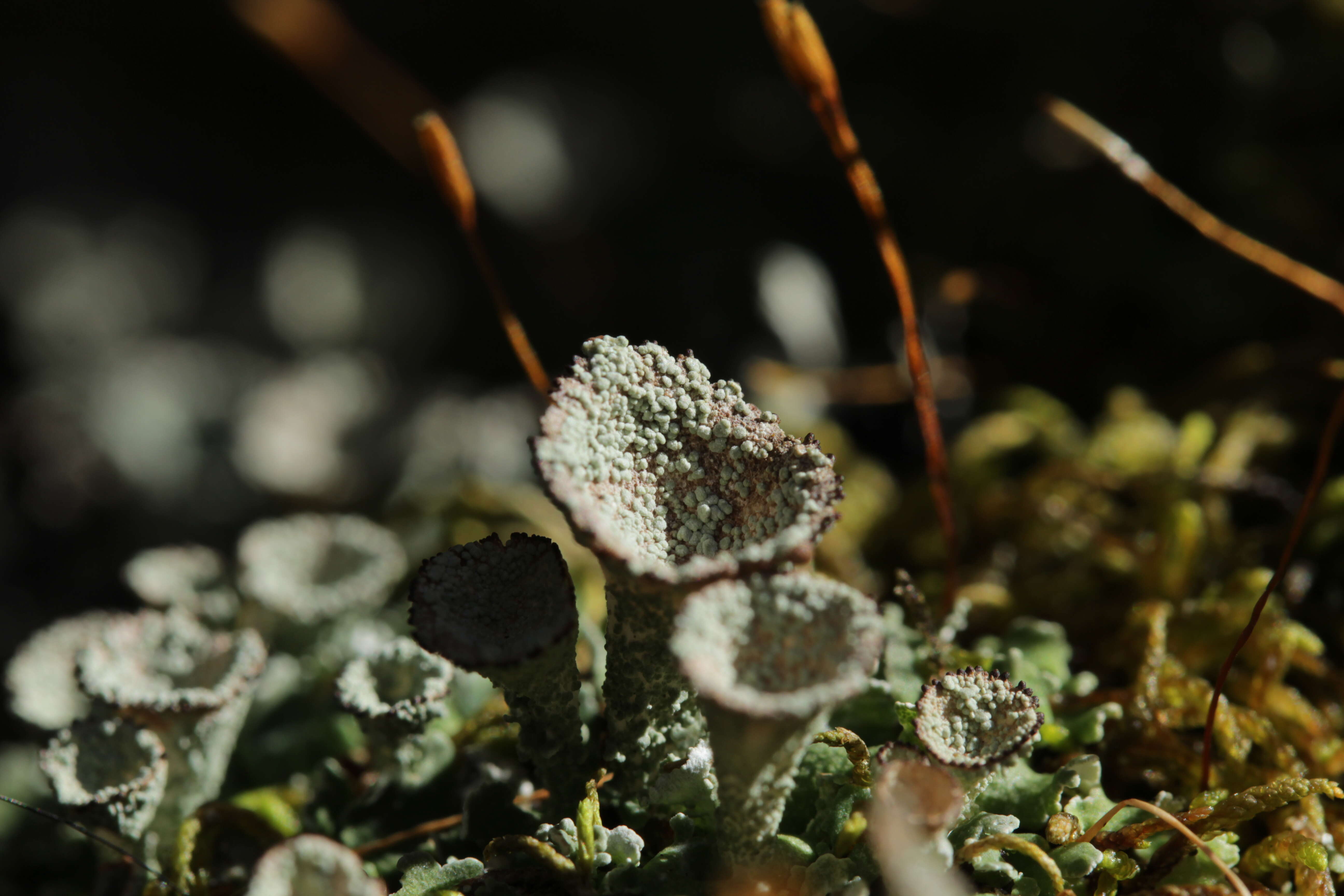 Image of cup lichen