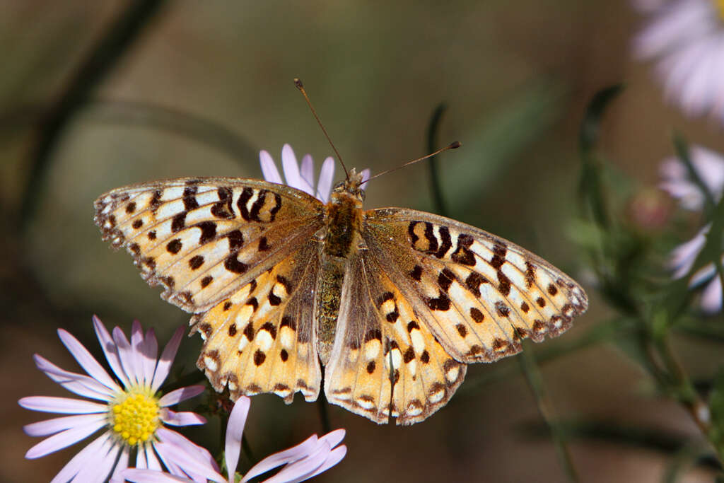 Image of Edwards' Fritillary