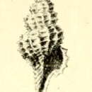 Image of Raphitoma mirabilis (Pallary 1904)