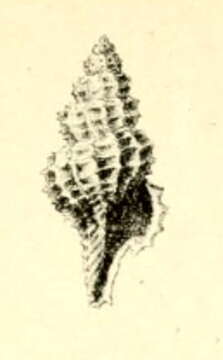 Image of Raphitoma mirabilis (Pallary 1904)