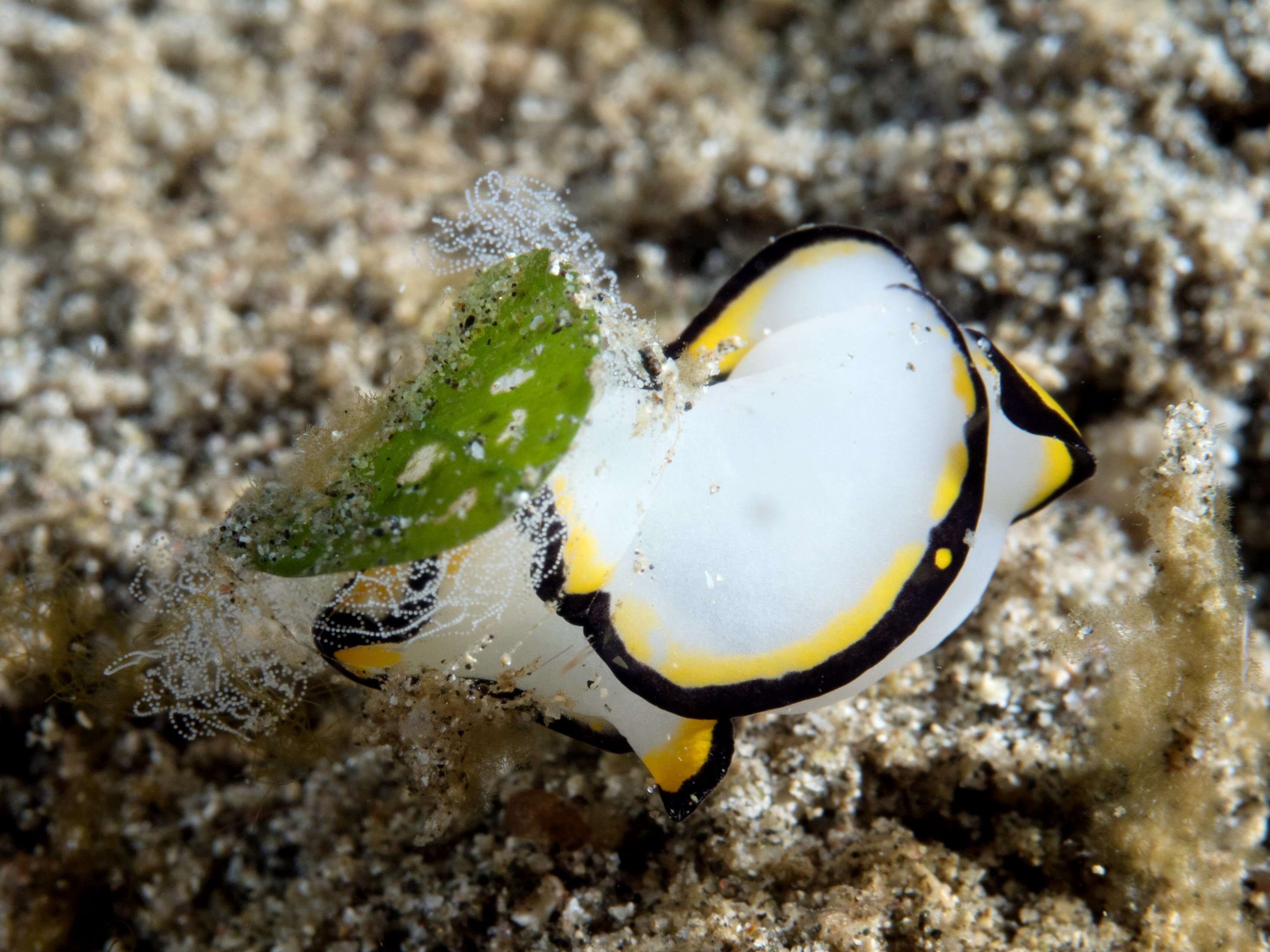 Image of Chelidonura pallida Risbec 1951