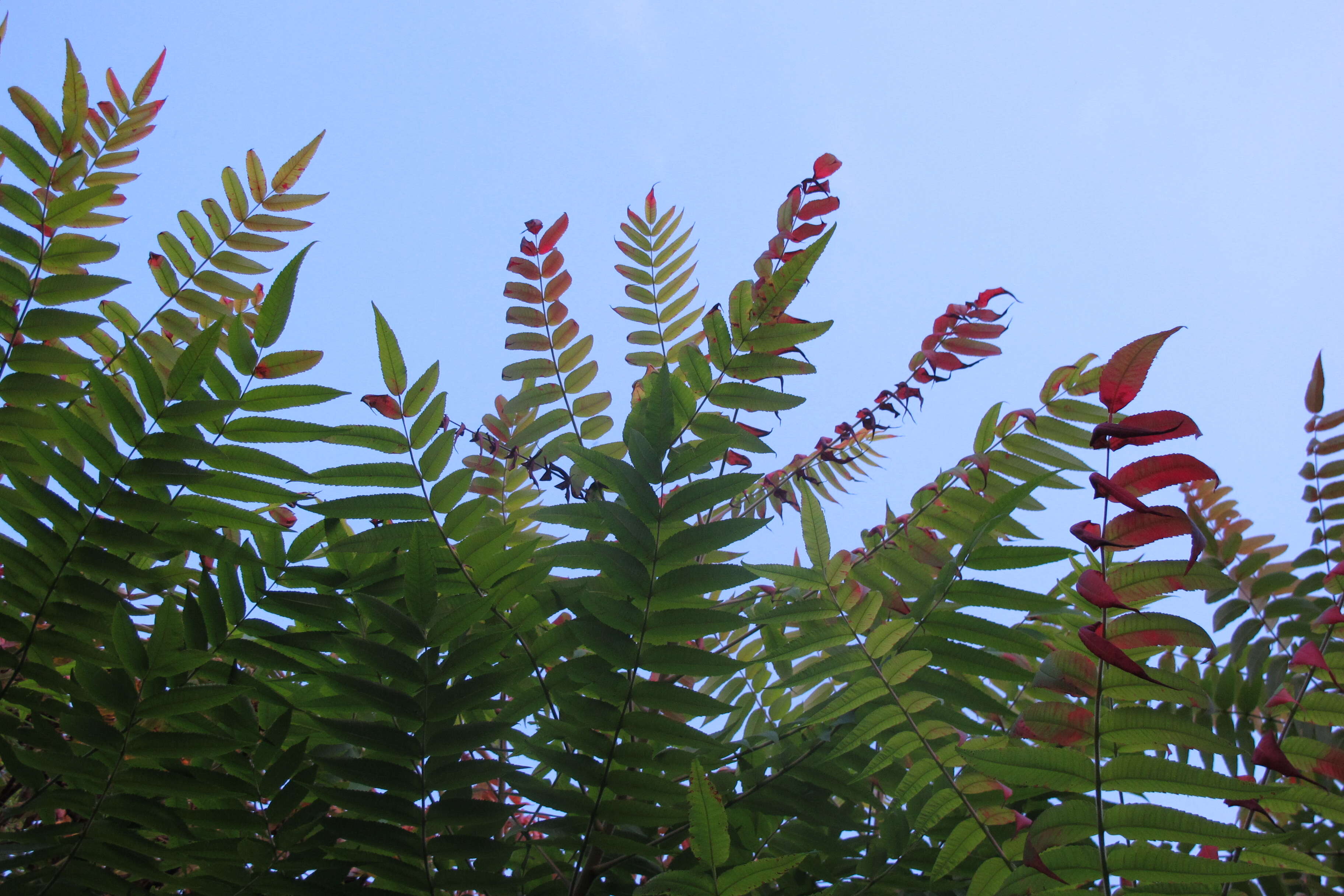 Image of staghorn sumac