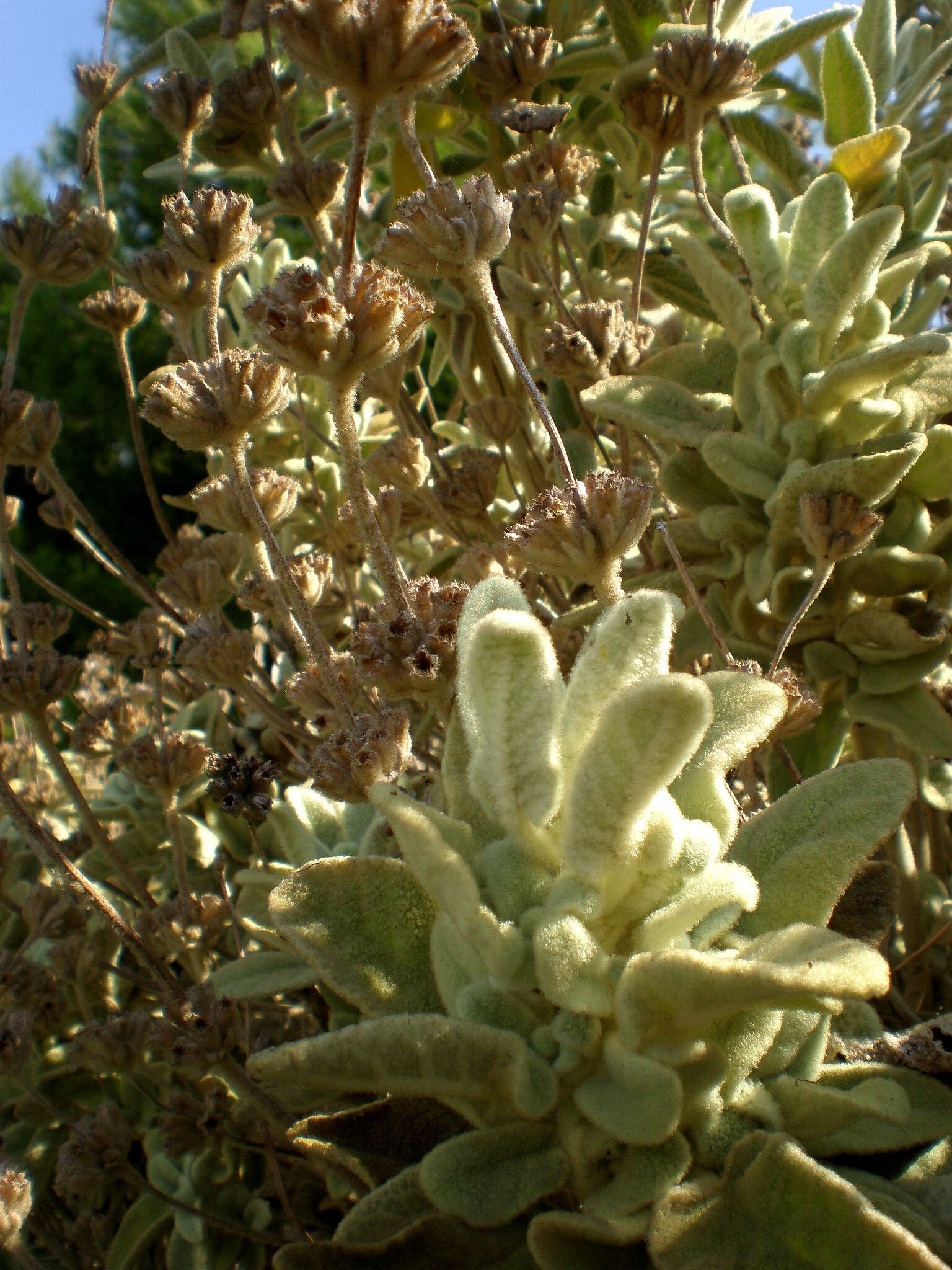 Image of Phlomis italica L.