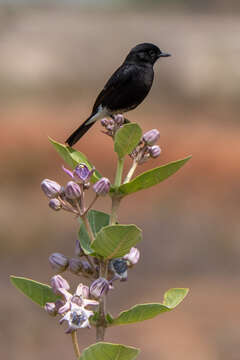 Image of Pied Bush Chat