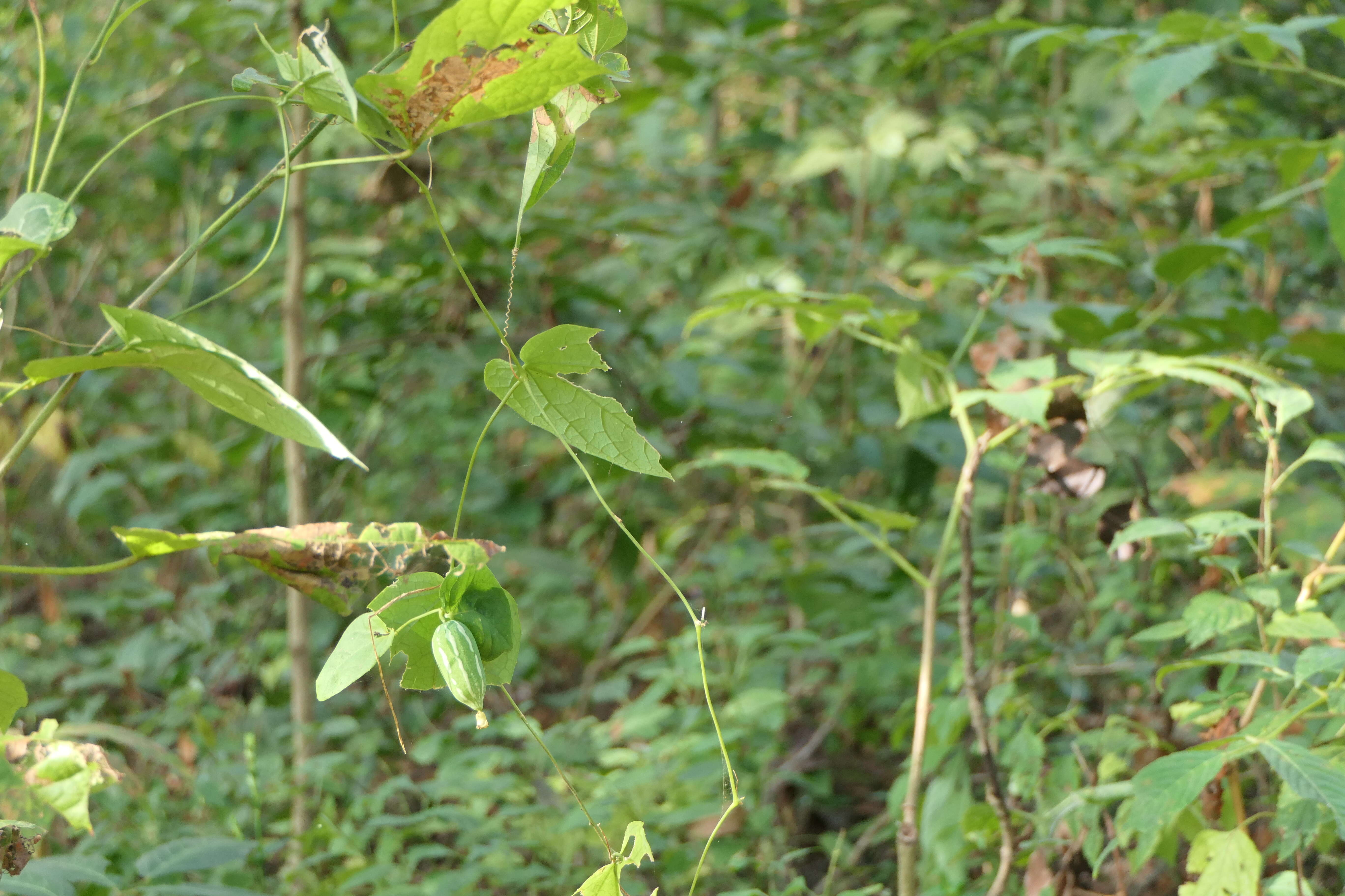 Image of ivy gourd