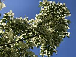 Image of Chinese dogwood