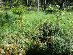 Image of alpine bilberry