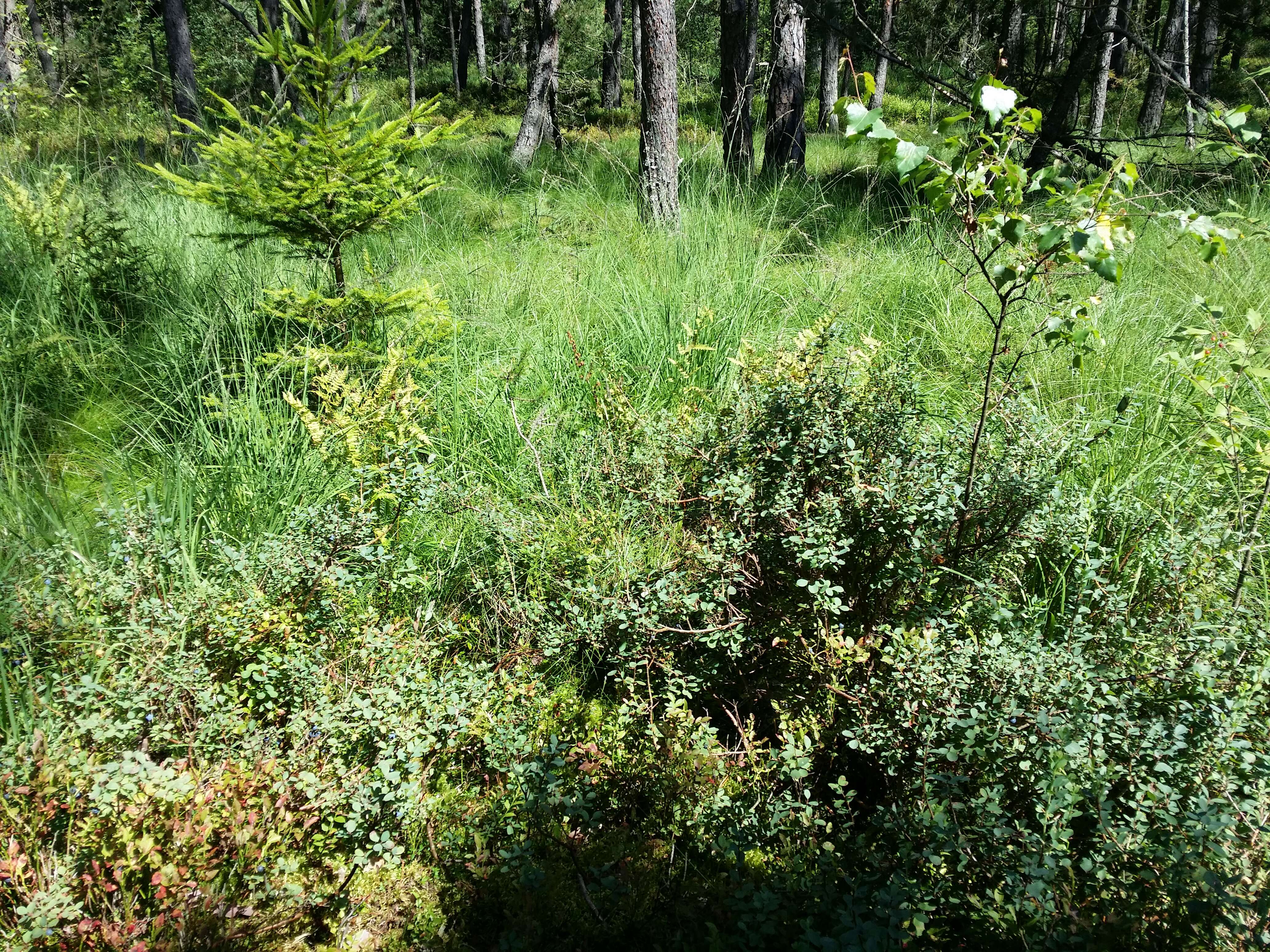 Image of alpine bilberry