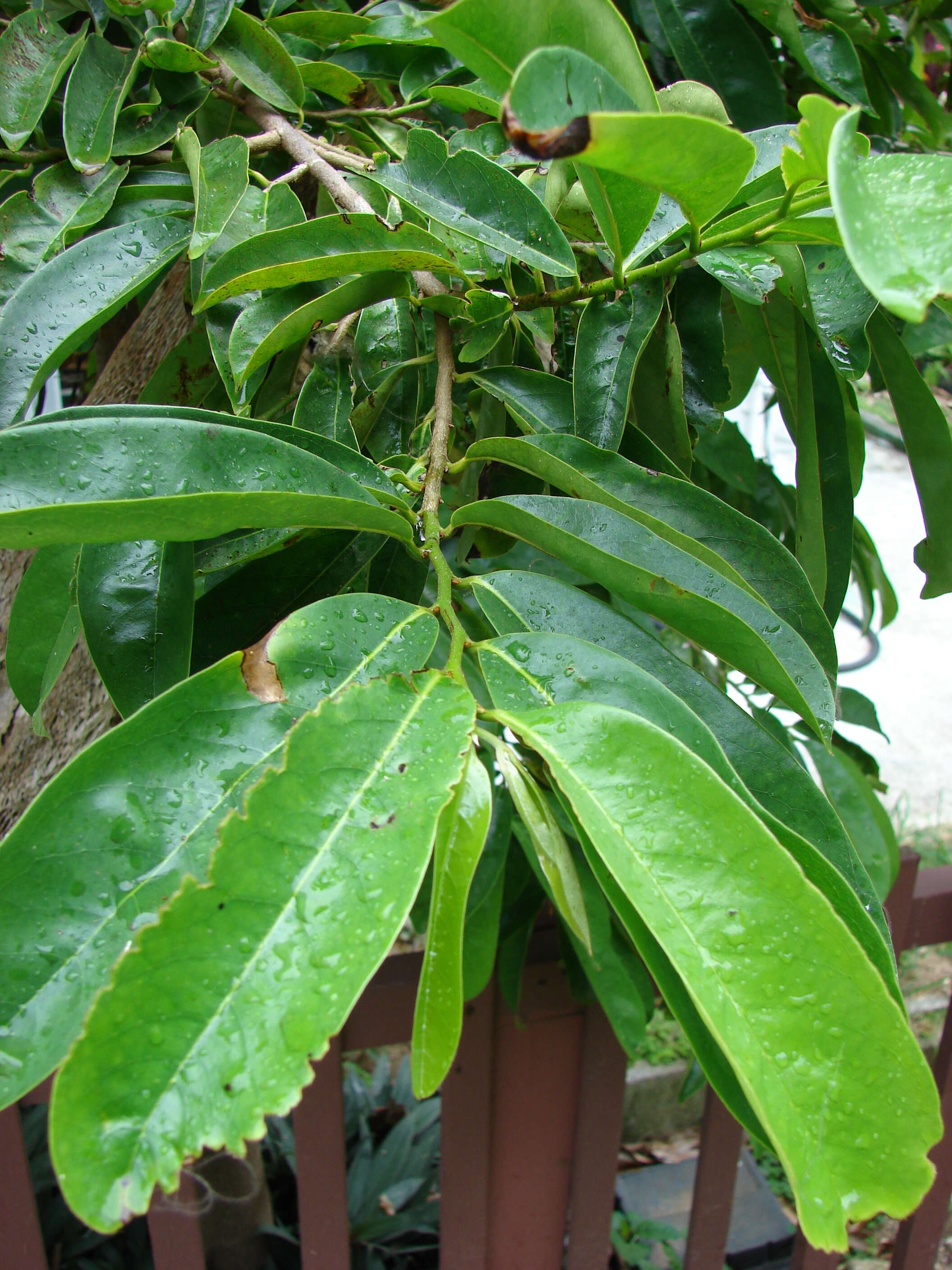 Image of soursop