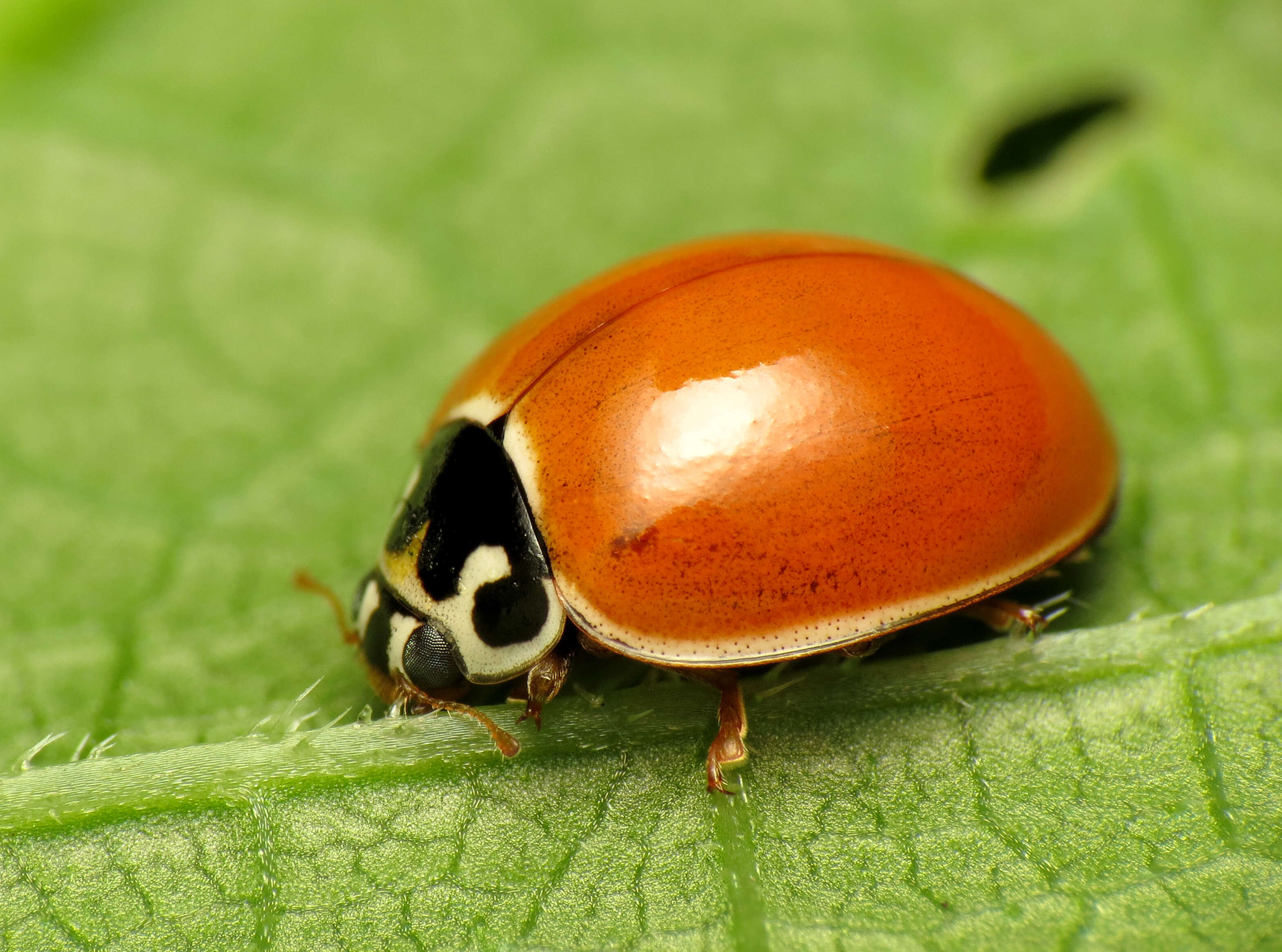 Image of Spotless Lady Beetles