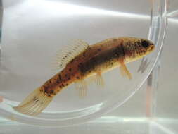 Image of European Mud-minnow