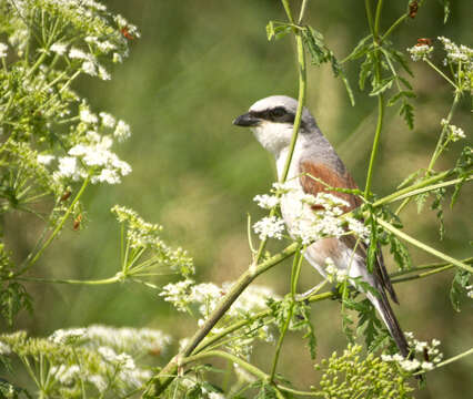 Image of Red-backed Shrike