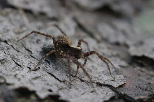 Image of Pardosa lugubris (Walckenaer 1802)