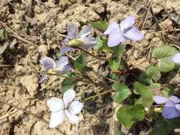 Image of early dog-violet