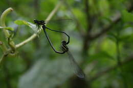 Image de Onychargia Selys 1865