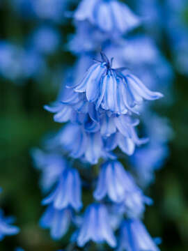 Image of hyacinthoides