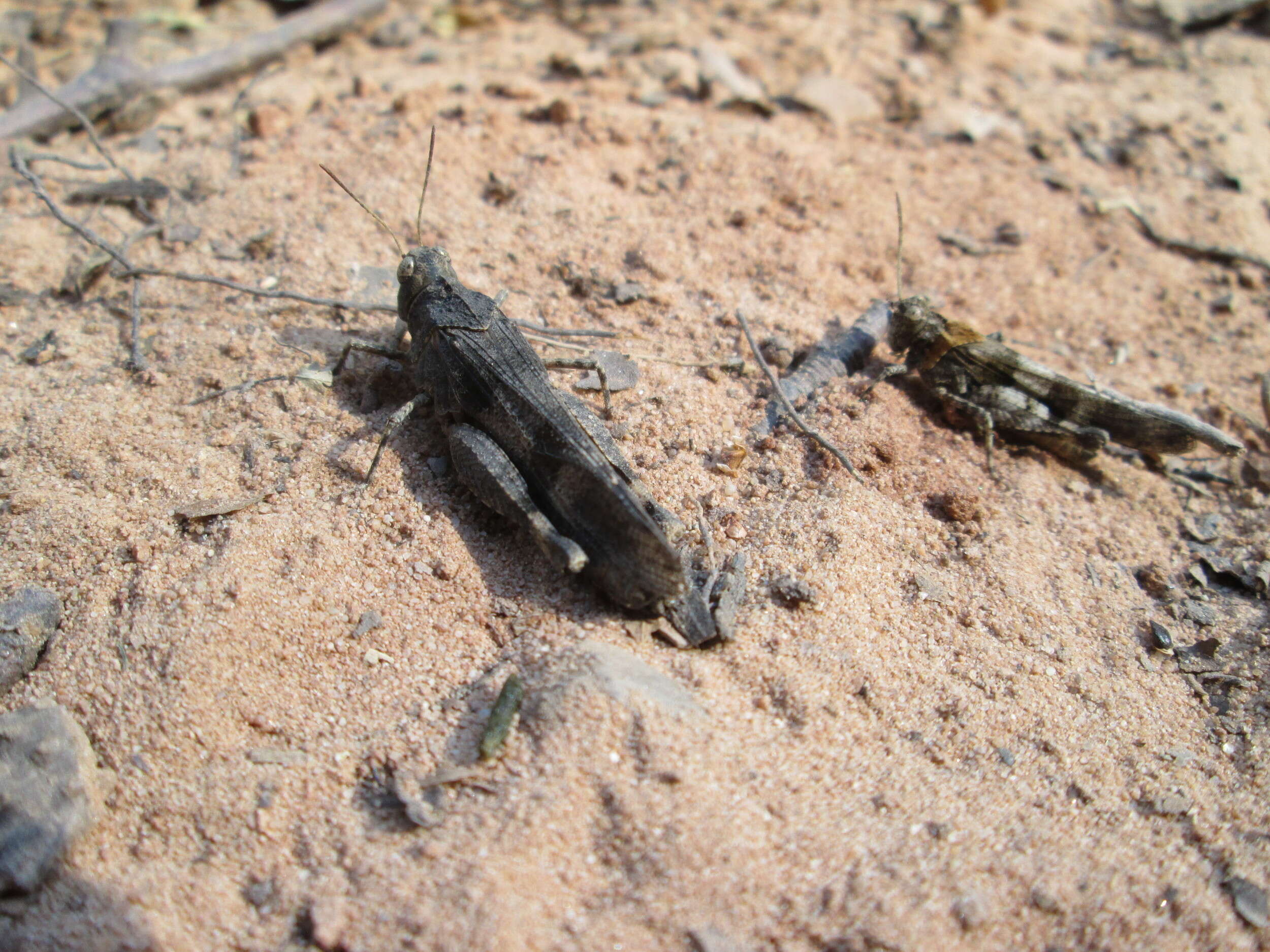 Image of blue-winged grasshopper