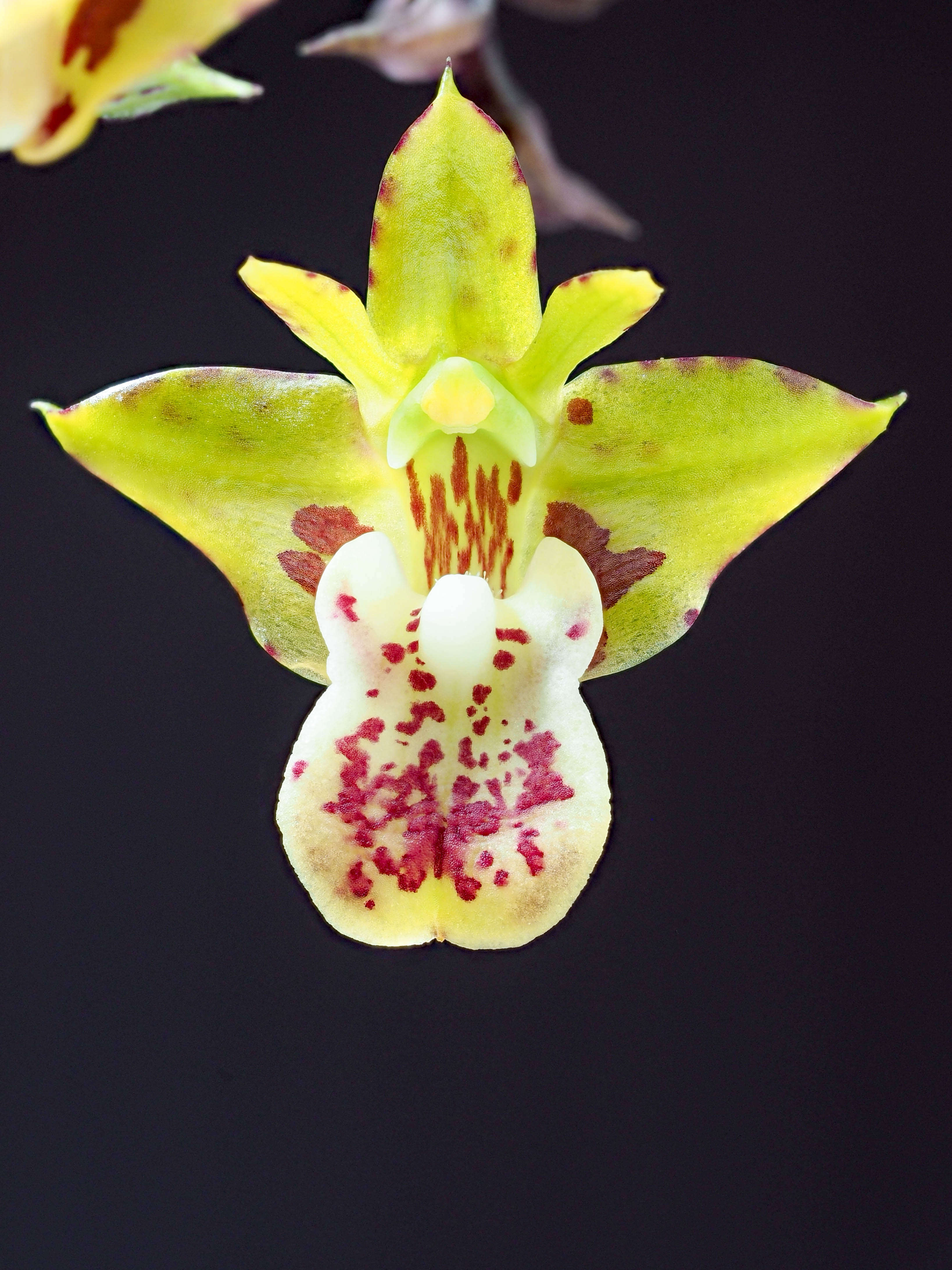 Image of Yellowspike orchids