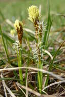 Image of spring-sedge