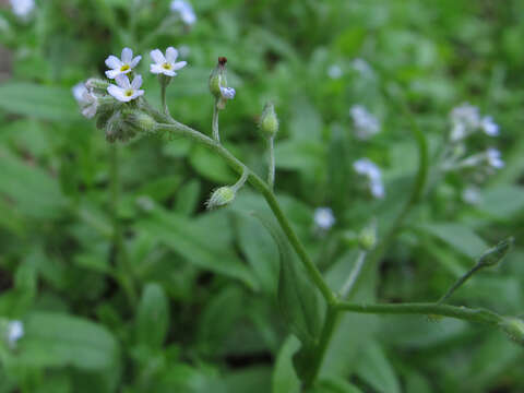 Image of Tufted Forget-Me-Not