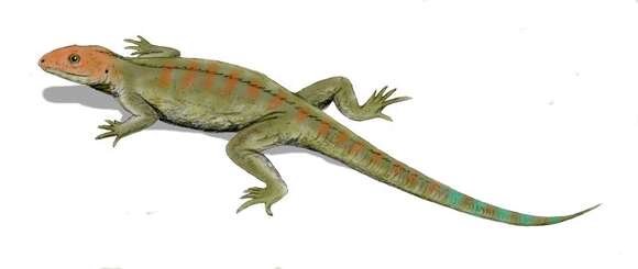 Image of unclassified Reptilia