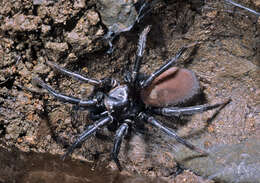 Image of Black tunnelweb